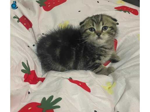 Minik yavru yuvasını arıyor 