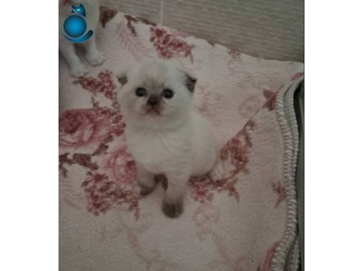 Evcil kedi yavrularidisi ve erkek 