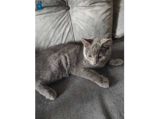 Yıllarca dostum diyebileceğiniz British shorthair