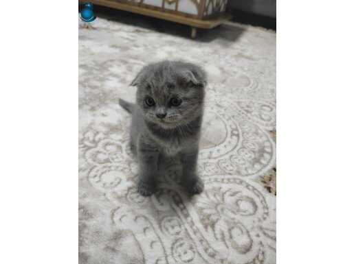 1 dişi 1 erkek yavrularımız 