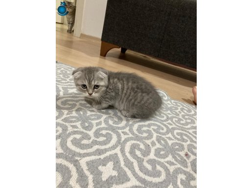 2 AYLIK BRITISH YAVRU