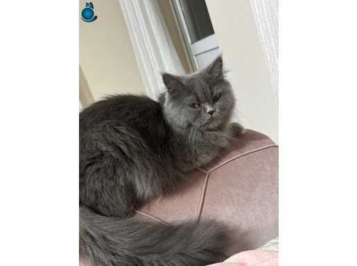 Tuvalet eğitimi var. 3 tane bakmakta zorlandığım için