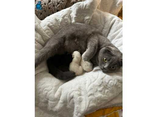 Scottish percian mix 3 yavru ve Scottish fold anne 