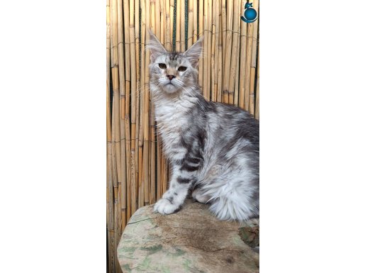 Maine Coon Türk - Mco Cattery
