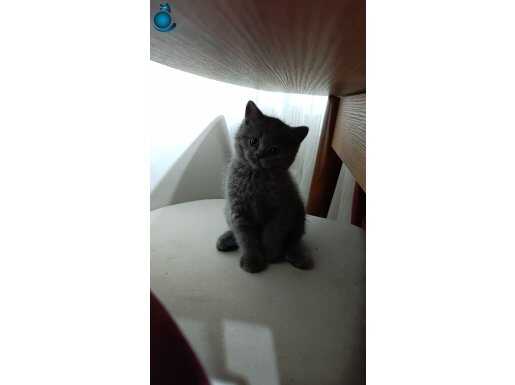 BRİTİSH SHORTHAİR 2 AYLİK 