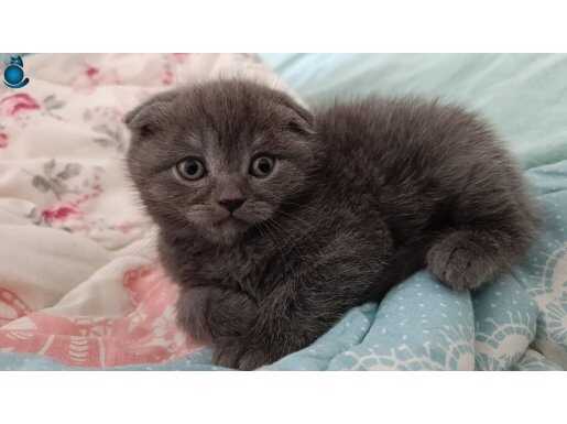 İzmir Buca 2 Aylık Scottish Fold Yavruları