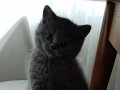 BRİTİSH SHORTHAİR 2 AYLİK 