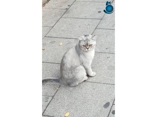 Scottish 2 yaşında erkek