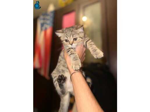 4 Aylık Scottish Straight Yavru