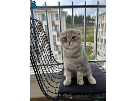 Scotis fold 4 Aylık 