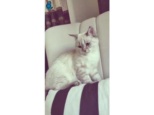 4 aylık british blue point