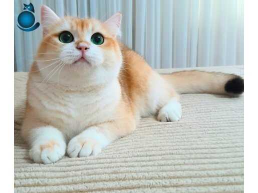 British shortair Ny12 erkek 