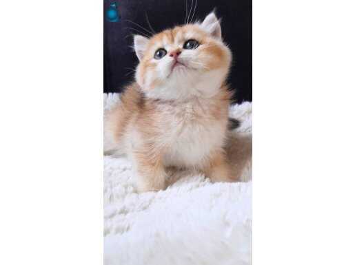 British shortair Ny11 dişi 