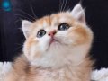British shortair Ny11 dişi 