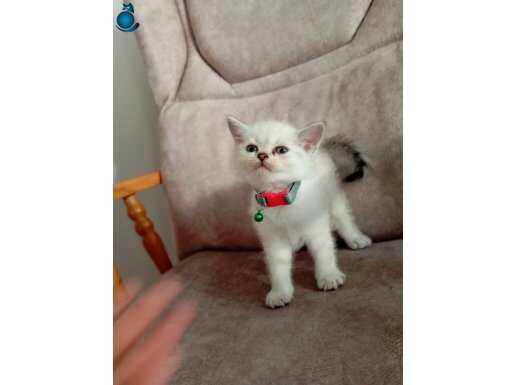 2 aylik erkek yavrular