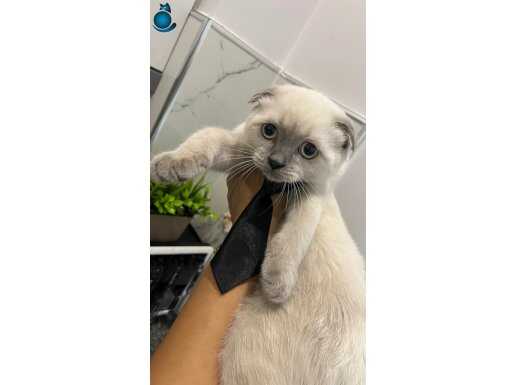 Sakin uysal içinde tüm eşyalarıyla beraber 