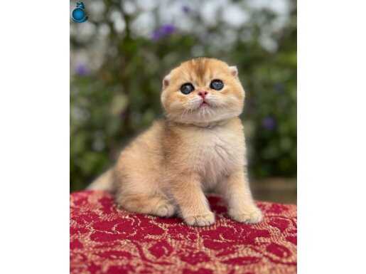 Aşırı güzel bir yüze sahip Golden Ny11