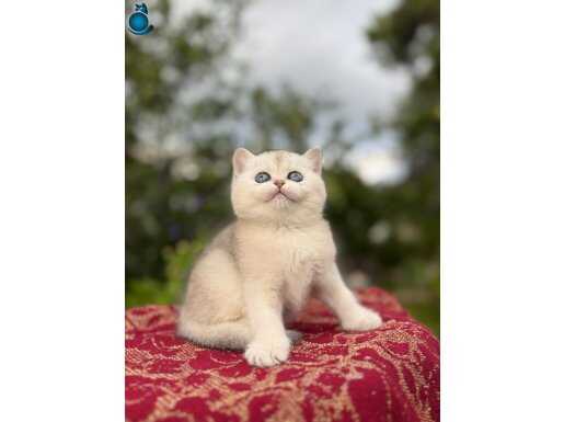 Mükemmel Kalitede 5 yavru