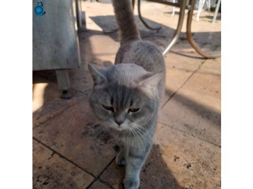 British Shorthair evcil uysal