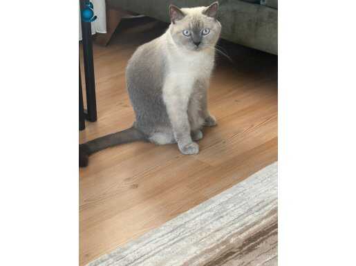 3 yaşında kısırlaştırılmış erkek 