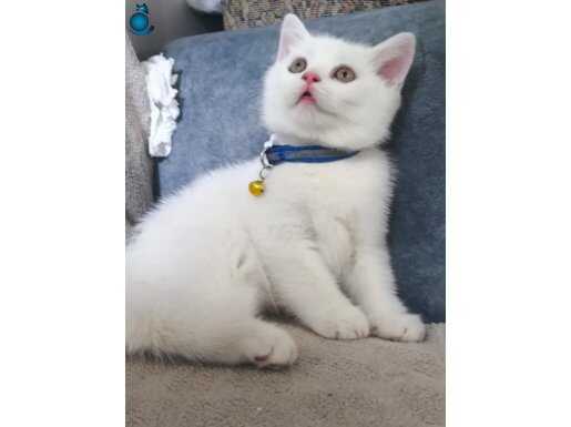 Tatlı köpük sahibini arıyor