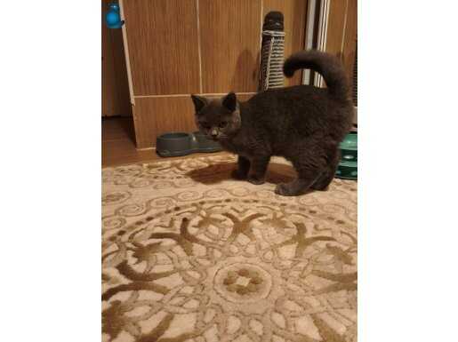 5 aylık yavrular yeni yuvalarini bejliyor