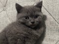 British shorthair erkek yavru 