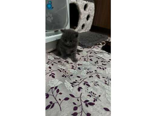 A kalite minik yavrularımız yuva arıyor