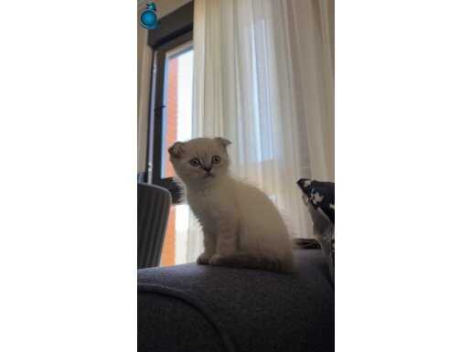 Saf kan Ayı surat Erkek 2 aylık