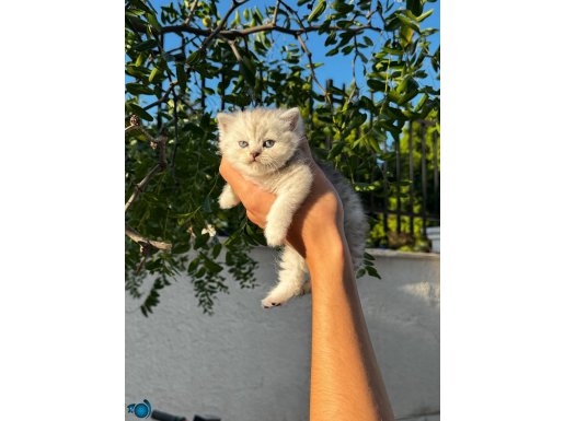  Nadir British silver bebek