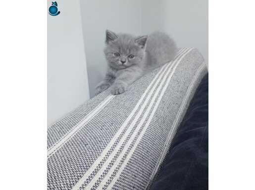 Toplu olarak verilecektir