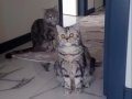3 dişi bir erkek sağlıklı british shorthair kediler ücretsiz