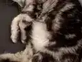 3 dişi bir erkek sağlıklı british shorthair kediler ücretsiz