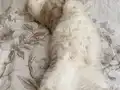 3 dişi bir erkek sağlıklı british shorthair kediler ücretsiz
