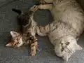3 dişi bir erkek sağlıklı british shorthair kediler ücretsiz