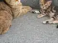 3 dişi bir erkek sağlıklı british shorthair kediler ücretsiz