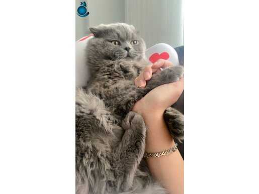  Üzülerek kedimi gönderiyorum