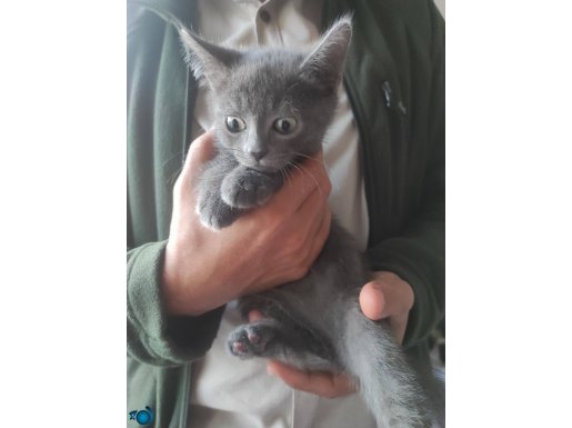 Melez Sağlıklı yavrular