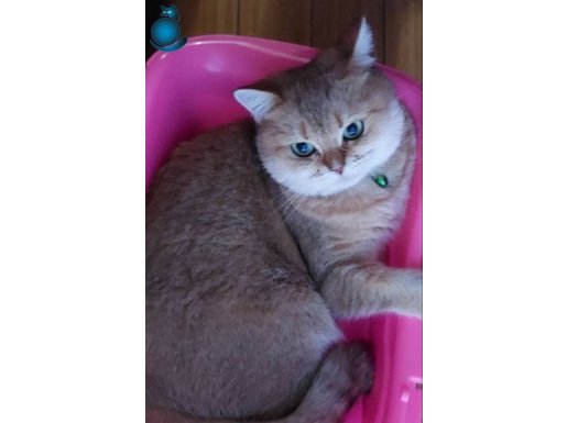 Golden British kızıma yuva