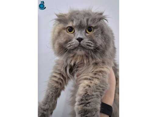 Kity Scottish fold