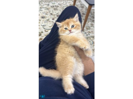 2 aylık yavru kedim mavi gözlü turuncu british