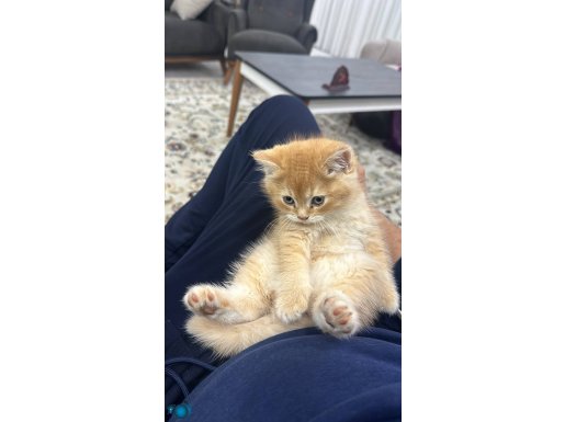 Yavru kedimiz çok tatlı british 