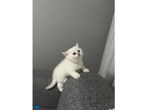 Silver point a kalite yavrumuz