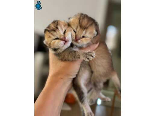 Orijinal British Shorthair 