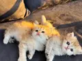 Golden Longhair bebekler