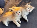 Golden Longhair bebekler