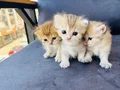 Golden Longhair bebekler
