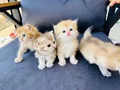 Golden Longhair bebekler