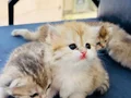 Golden Longhair bebekler