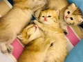 Golden Longhair bebekler